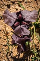Al-Arz;Iris;Iris-Cedreti;Kaleidos;Kaleidos-images;Lebanon;Middle-East;Near-East;Proche-Orient;Tarek-Charara;Flowers;Endemic;Endangered-species;Endemic-species;Critically-endangered;Critically-endangered-species